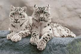 DIAMOND DOTZ - Snow Leopards Hemis National Park  Kashmir  India - 50.00 x 75.00cm